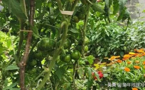 姥姥家的小院阅读答案瓜藤攀架图，姥姥家的小院阅读答案_中心句！