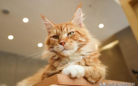 猫读后感300字，猫读后感300字郑振铎！