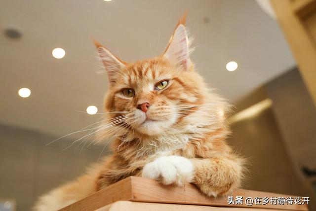 猫读后感300字，猫读后感300字郑振铎！