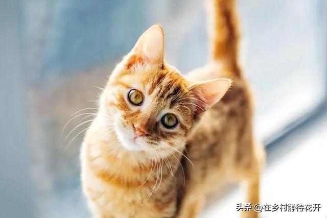 猫读后感300字，猫读后感300字郑振铎！