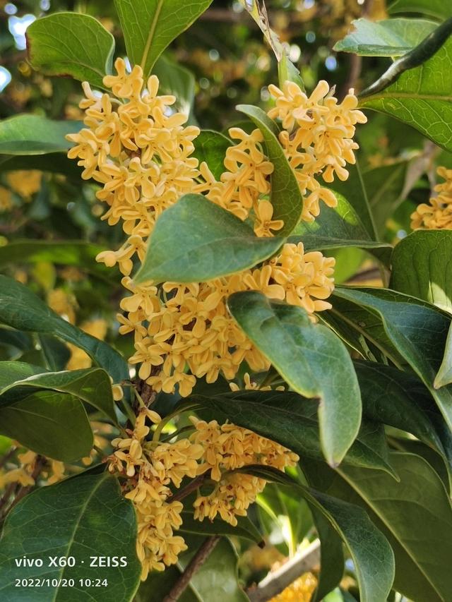 写桂花的作文500字左右，写桂花的作文500字左右说明文！