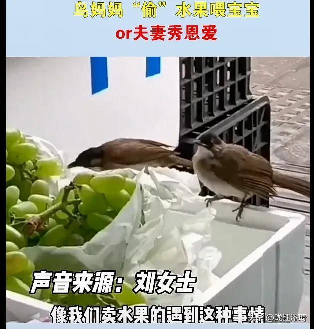 两个鸟的包是什么牌子,两个鸟的包包品牌!