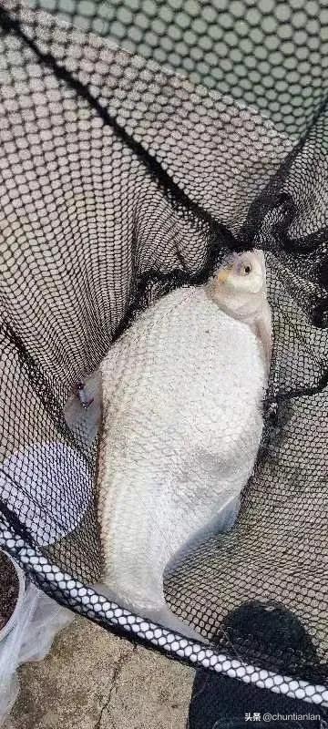 慈妈