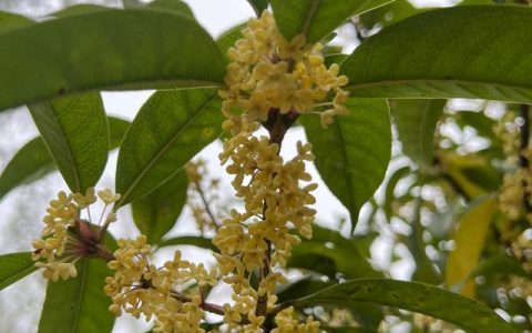 关于桂花的古诗，赞美桂花的诗句