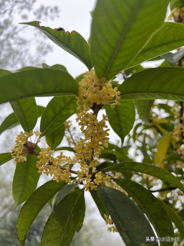 关于桂花的古诗，赞美桂花的诗句