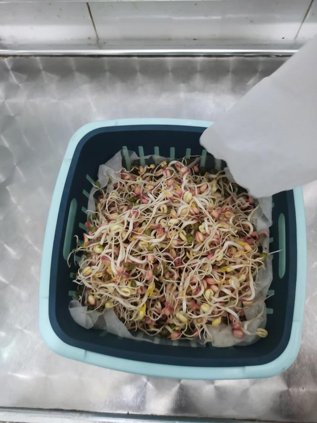 豆芽的生长过程记录表,豆芽生长过程观察记录表七天