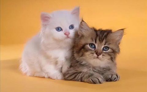 我家的小猫作文300字免费，我家的小猫作文300字优秀作文