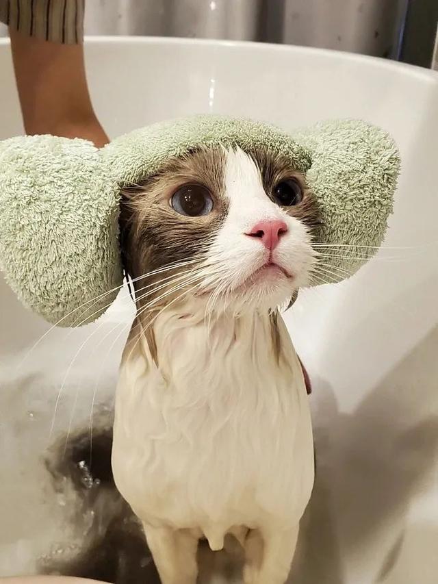 龙猫洗澡为什么用沙子，龙猫洗澡为什么用沙子洗