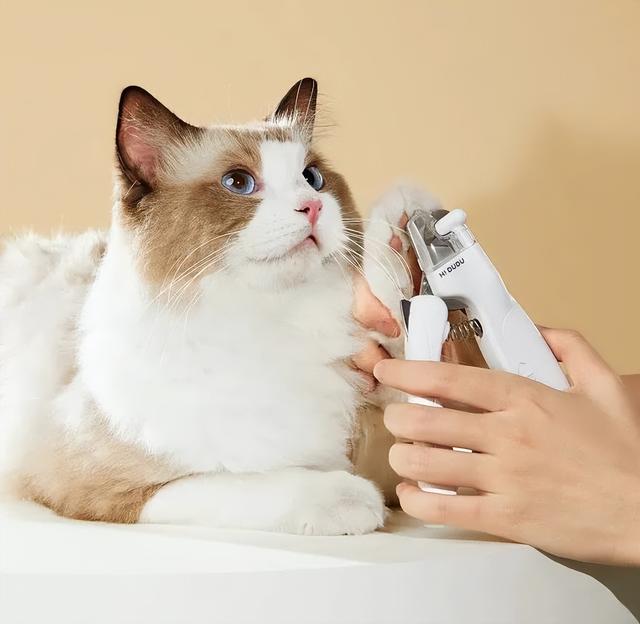 龙猫洗澡为什么用沙子，龙猫洗澡为什么用沙子洗