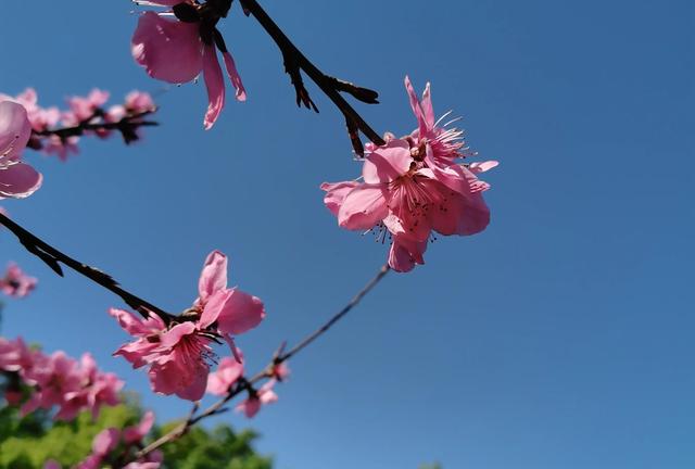 描写桃花的诗句，描写桃花的诗句有哪些