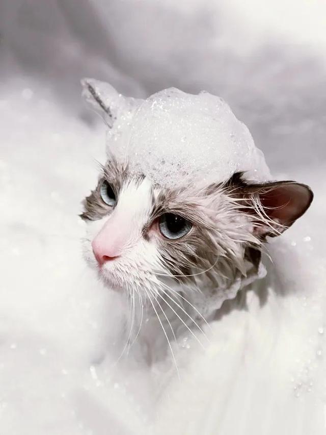 龙猫洗澡为什么用沙子，龙猫洗澡为什么用沙子洗
