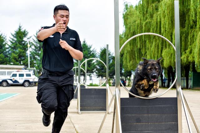 警犬训导员，警犬训练技巧？