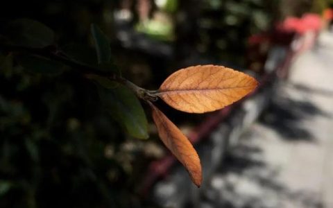 写秋天的四字词语，秋风萧瑟？