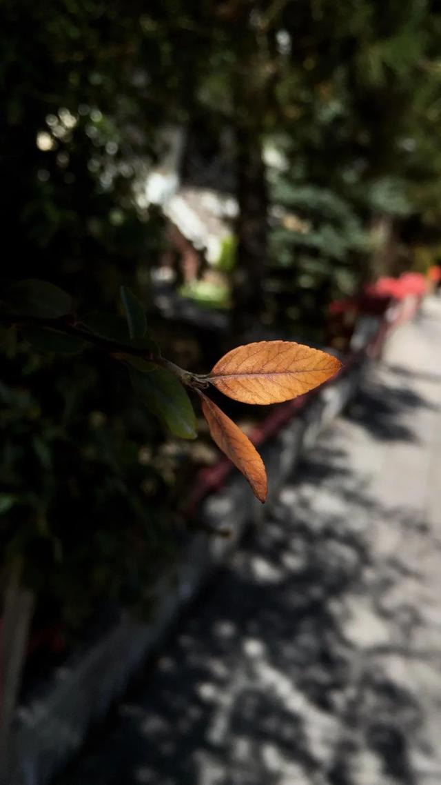 写秋天的四字词语，秋风萧瑟？
